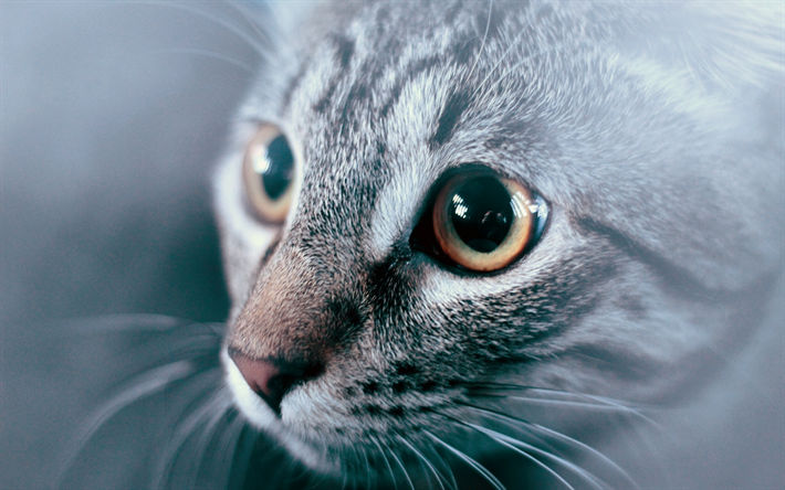 american shorthair cat, big eyes, pets, cats, cute animals