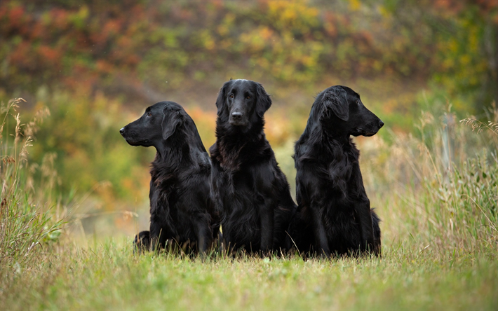 schwarze hunde, drei hunde, haustiere, niedliche tiere, hunde