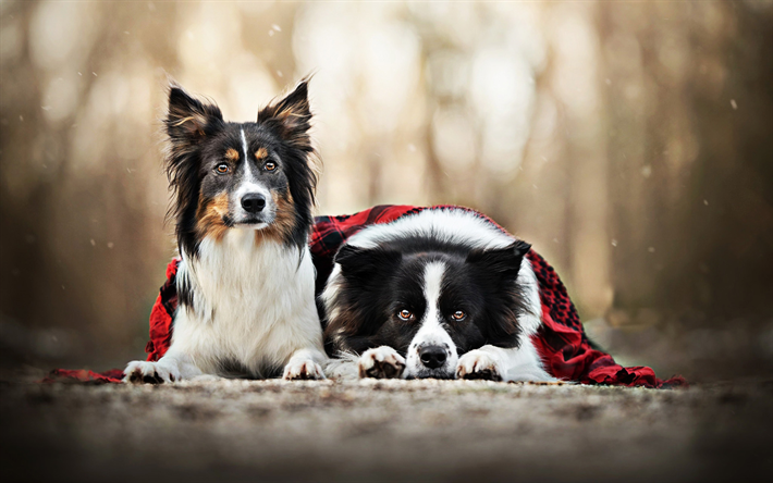 Border Collie couple, dogs family, cute animals, bokeh, pets, autumn, Border Collie, black border collie, dogs, Border Collie Dog