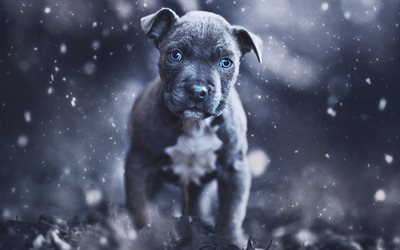 American Pit Bull Terrier, puppy, gray dog, puppy with blue eyes, cute animals, dogs, pets, American Pit Bull Terrier Dog