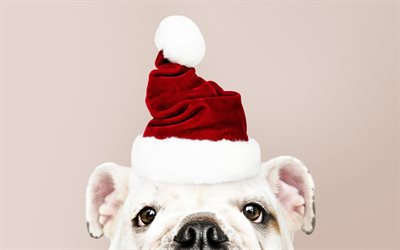 English Bulldog, Christmas, red hat, New Year, funny dog, cute animals, pets, dogs