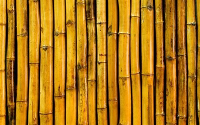 黄色の竹の幹, マクロ, bambusoideae棒, 竹感, 黄色の竹は質感, 竹杖, 竹, 黄色の木製の背景, 縦竹は質感
