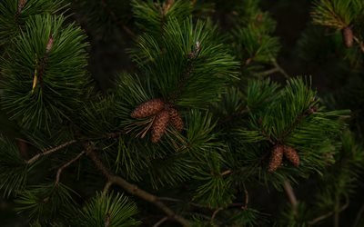pine branches, green tree branch, cones, green background, tree texture