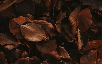lavaggio giallo texture delle foglie, autunno, texture, foglie gialle sfondo, texture delle foglie