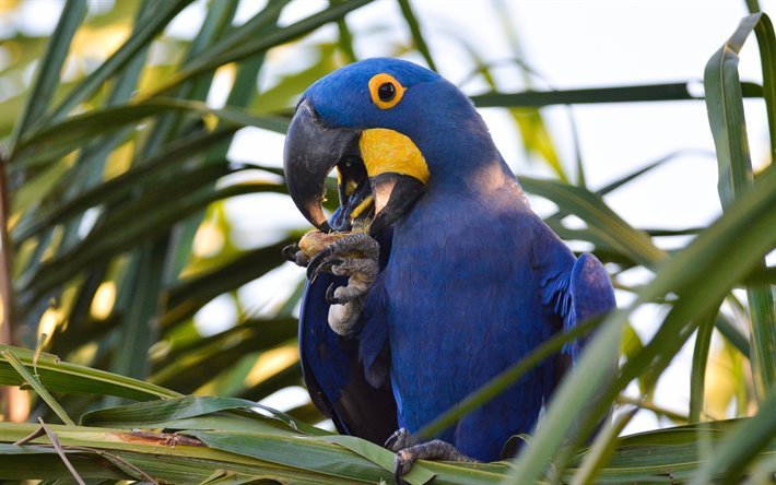 Hyasintti ara, blue parrot, ara, kauniita lintuja, sininen lintuja, hyacinthine ara
