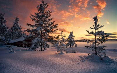 l&#39;hiver, matin, lever de soleil, for&#234;t, hiver, paysage, neige, Norv&#232;ge