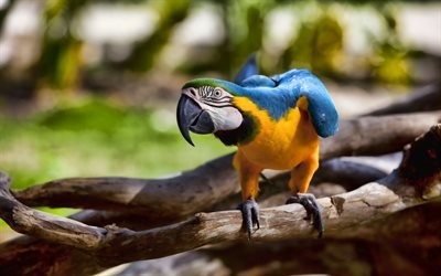 ara, bokeh, papegojor, vilda djur, f&#228;rgglad papegoja, Ara macao, Nu