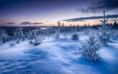vinter, skogen, sunset, sn&#246;, vinterlandskap