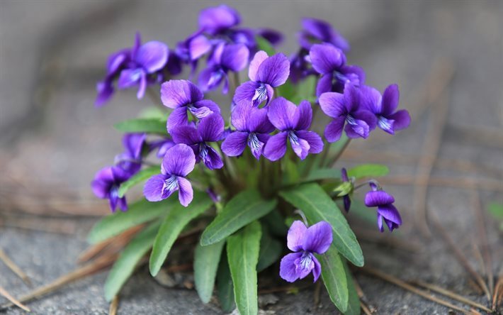 violeta, lindas flores, madeira de violeta, flor roxa, floresta