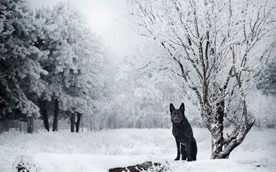 winter, german shepherd, black dog, forest, dogs