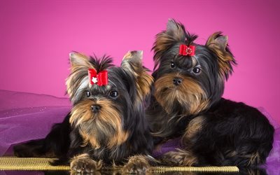 dog, yorkshire terrier, pets, puppies