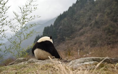 Panda, 4k, mountains, loneliness concepts, solitude, bear, cute animals, mountain landscape, China