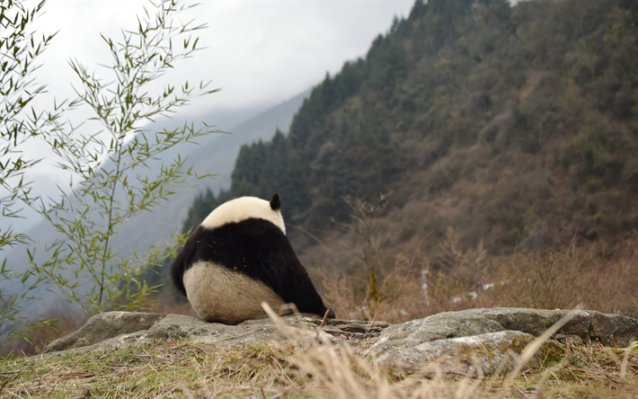 パンダ, 4k, 山々, 孤独の概念, 孤独, 熊, かわいい動物たち, 山の風景, 中国