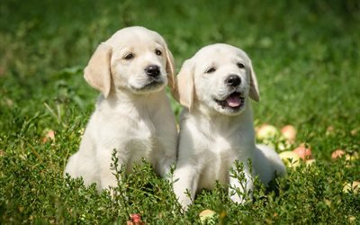 Labradors, white puppies, retrievers, green grass, 4k, cute animals, small dogs