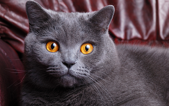 brittil&#228;inen lyhytkarva kissa, 4k, harmaa iso kissa, lemmikit, muotokuva, ruskeat silm&#228;t, kissaroduista