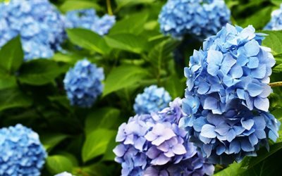Hydrangea, blue flowers, plants, blue Hortensia
