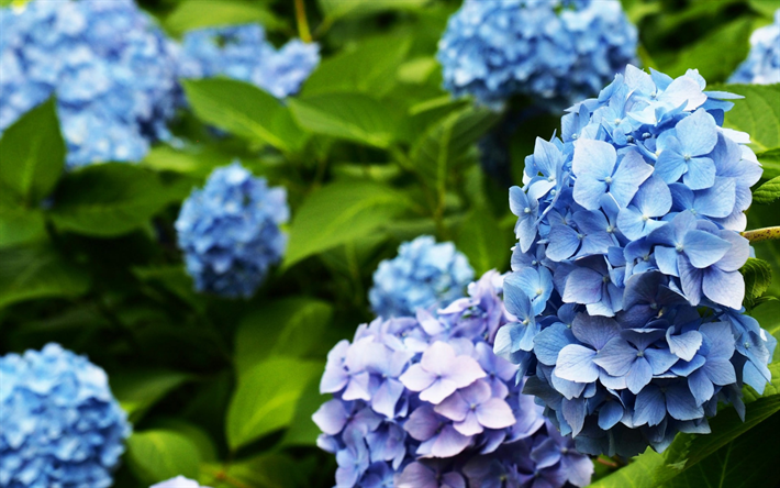 Hort&#234;nsia, flores azuis, plantas, azul das hort&#234;nsias