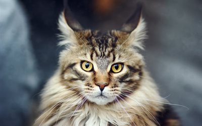 Maine Coon, fluffy cat, cat breeds, portrait, 4k, long ears, pets