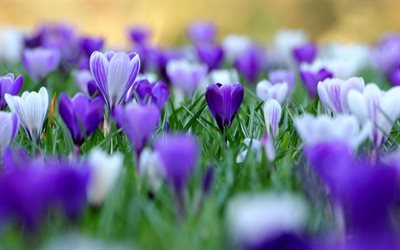 4k, crocuses, spring, purple flowers, close-up