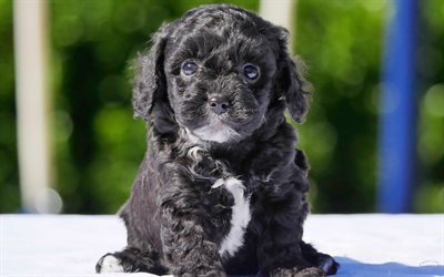 Maltipoo Dog, 4k, small black puppy, cute animals, curly dogs