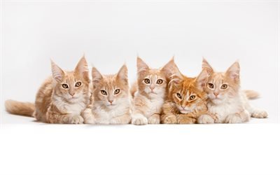 maine coon, cats, family, red cats, cute animals, American cats