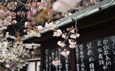 primavera, fioritura, fiore di ciliegio, Giappone, fiori rosa