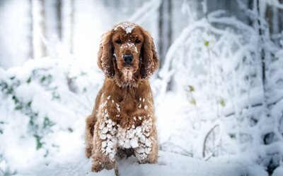 Cocker Spaniel, forest, dogs, pets, winter, snowdrifts, Cocker Spaniel Dog
