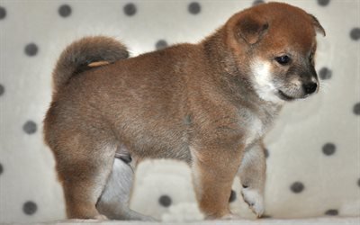 Shiba Inu, 4k, small brown puppy, pets, cute animals, a small dog