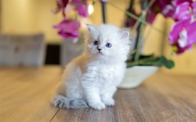 Siberian kitten, white fluffy kitten, small cat, cute animals, Siberian cat