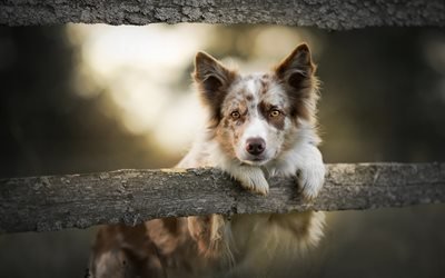 Australian Shepherd Dog, white brown dog, Aussie, cute animals, fence, dog