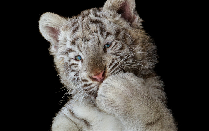 peque&#241;o cachorro de tigre blanco, depredador, retrato, tigres blancos, ojos azules