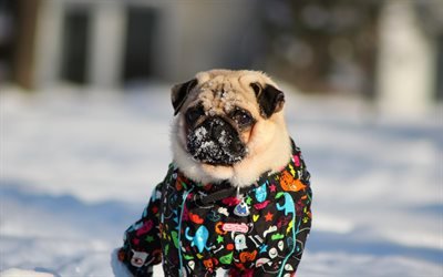 Pug, 4k, winter, dogs, park, cute animals, pets, Pug Dog