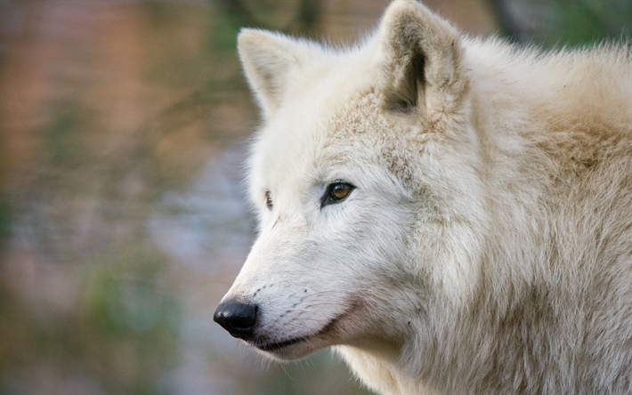 lobo blanco, animales del bosque, los depredadores, los lobos, animales peligrosos