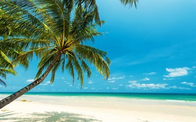 Tropik ada, okyanus, yaz Seyahat kavramları, beach, palm, a&#231;ık g&#246;k mavisi lag&#252;n, beyaz kum