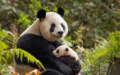 Pandas, China, bears, family, little panda, forest, cute animals, 4k