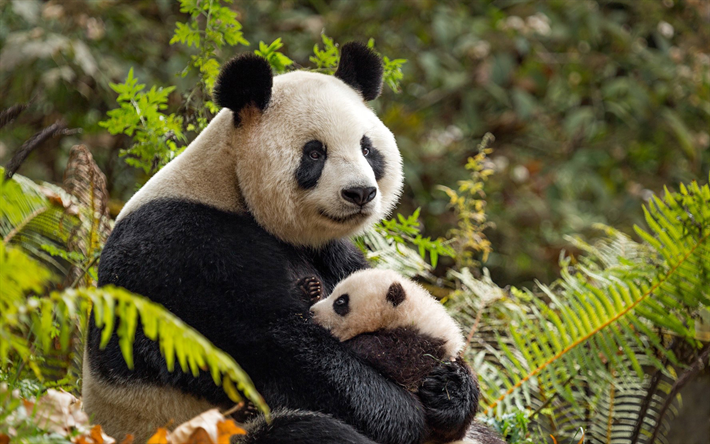 Pandor, Kina, bj&#246;rnar, familj, lilla panda, skogen, s&#246;ta djur, 4k