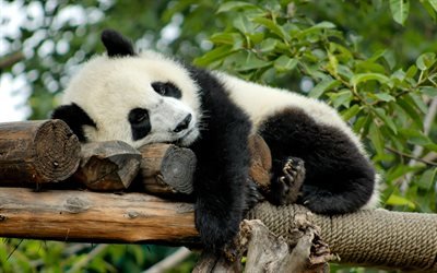 sleeping panda, zoo, bears, cute bear, China, Ailuropoda