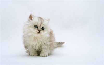 gray fluffy kitten, cute cat, pets, small cats