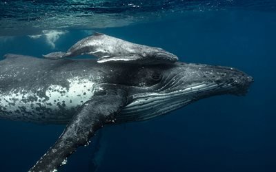 humpback whale, ocean, underwater world, mom and cub, whales