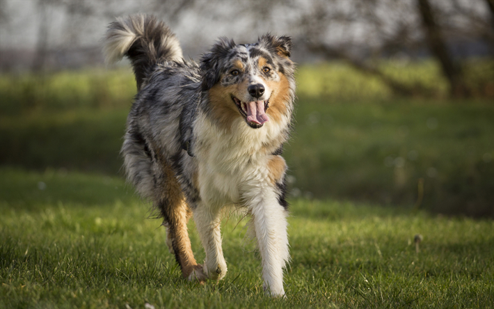 豪州羊飼い, ビッグオーストラリア, かわいい犬, ペット, 緑の芝生, 犬