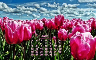 2019 Kan Kalender, rosa tulpaner, v&#229;ren, 2019 kalendrar, tulpaner, blommor, blommig bakgrund, kalender f&#246;r Maj 2019, koncept