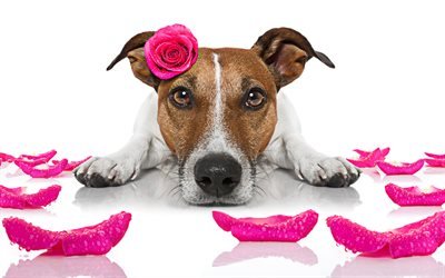 Jack Russell Terrier, 4k, de violet, de rose, de chien avec des fleurs, des animaux, des chiens, des animaux mignons, Jack Russell Terrier Chien