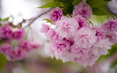 cherry blossom, sakura, rosa v&#229;rens blommor, tr&#228;dg&#229;rd, vackra blommor, v&#229;ren