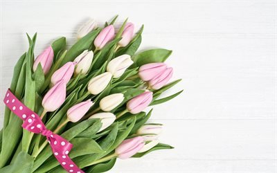tulipani bianchi, primavera, bouquet, rosa, tulipani, fiori, tulipani su sfondo bianco