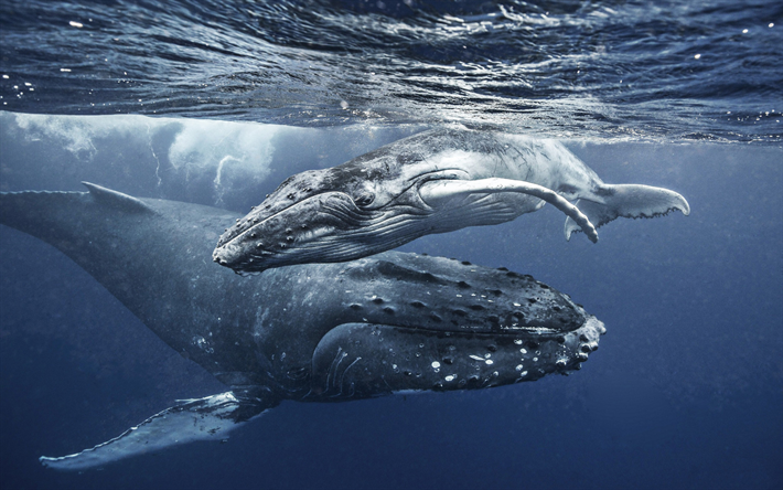 whales, wildlife, mother and cub, underwater world, fish, Blue whale, ocean, Balaenoptera musculus