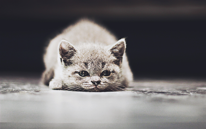 4k, British Shorthair, kitten, gray cat, bokeh, cute animals, pets, cats, domestic cat, British Shorthair Cat
