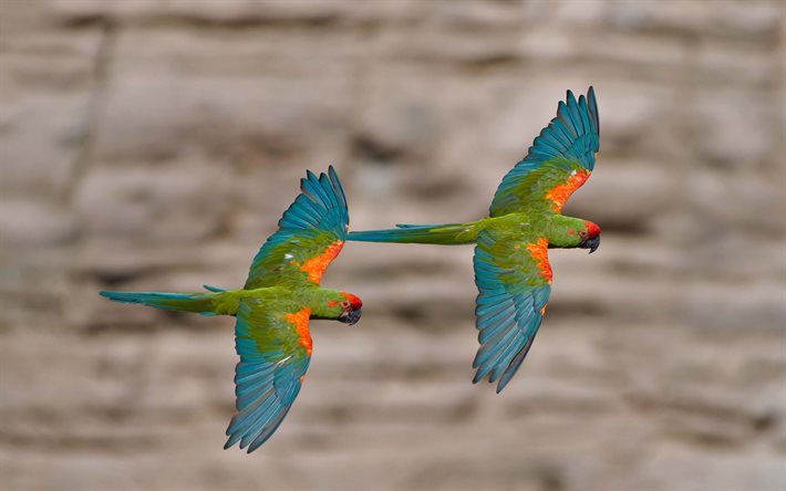 Red-fronted macaw, macaw pair, parrot pair, beautiful birds, macaw, Bolivia