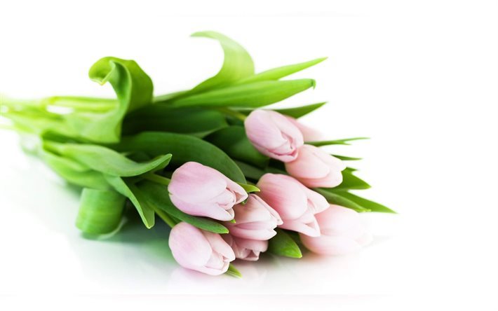 Tulipes roses, printemps, fleurs de printemps, les tulipes