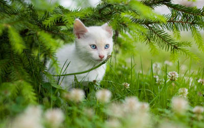 Ragdoll, 4k, kitten, grass, cute animals, cats, pets, Ragdoll Cat