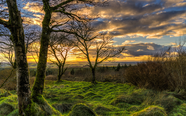 4k, Ireland, sunset, trees, moss, Europe